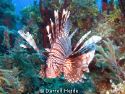Lion Fish by Darrell Hejde 